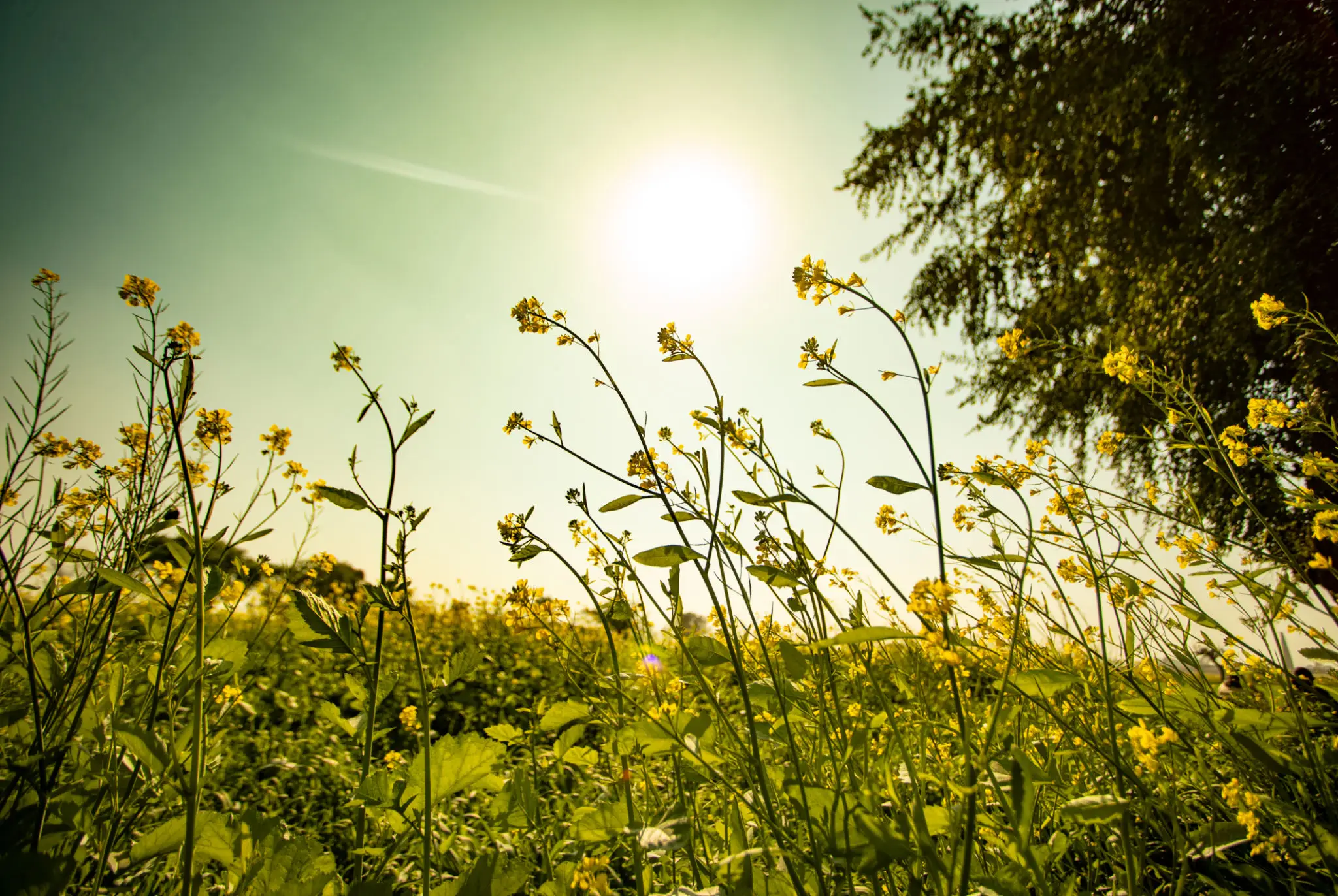 Yellow wildflowers blooming in a sunlit field with green foliage under a bright blue sky.
